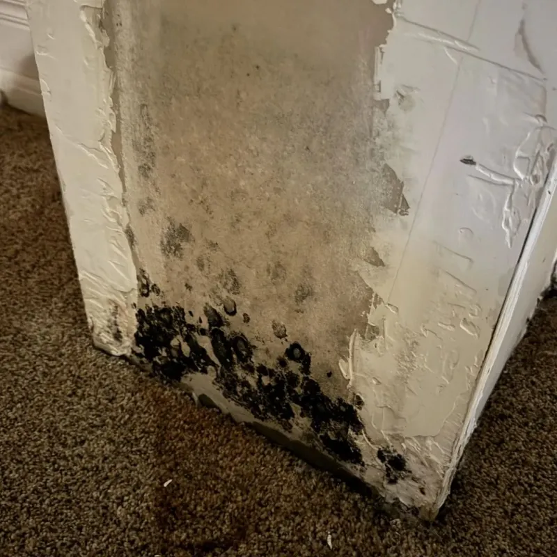 Professional Mold Removal in Canton, TX